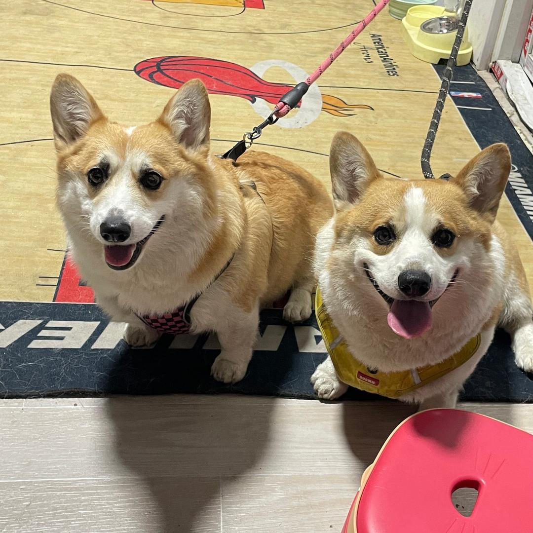 两只柯基（墩和壮）