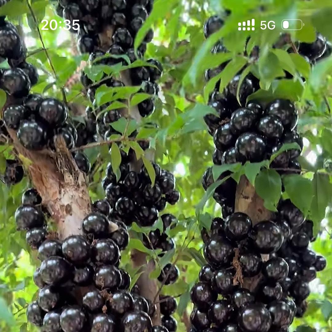 倾城靓苗果树苗木专营店