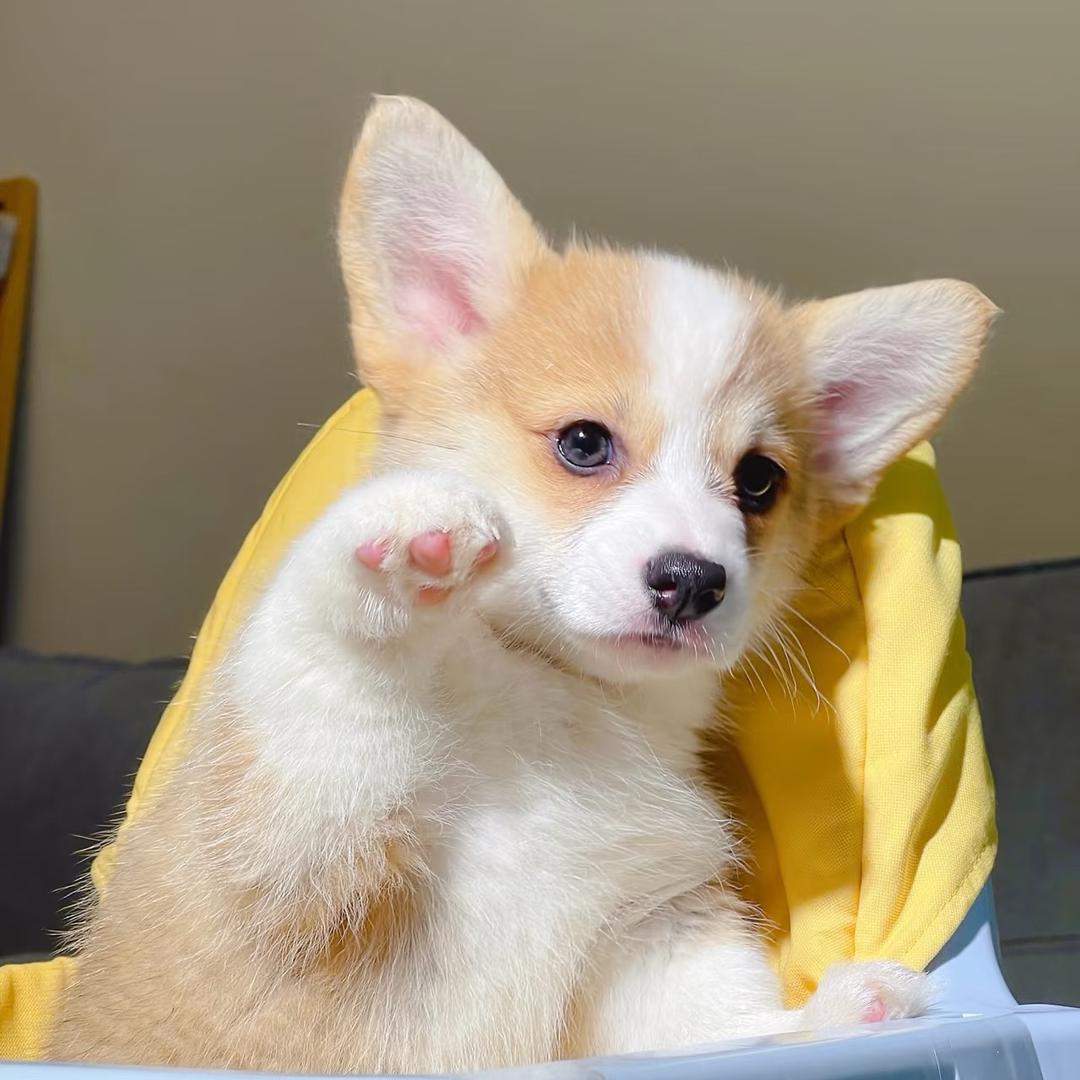 姜氏犬业-柯基直播号