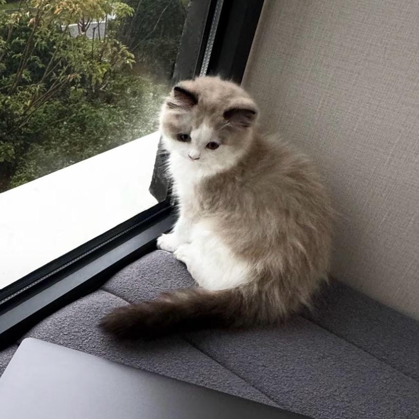 消失的马甲线