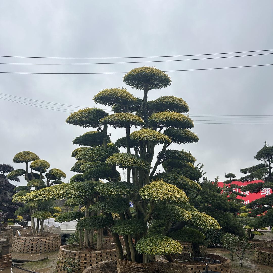 浏阳永和旺森苗圃