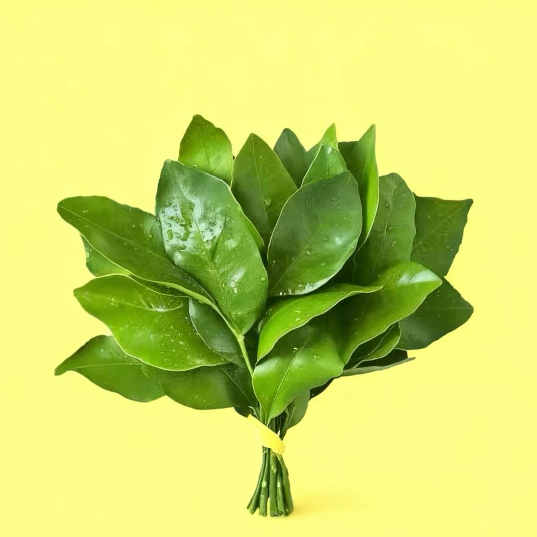 南方葵籽籽 🍤