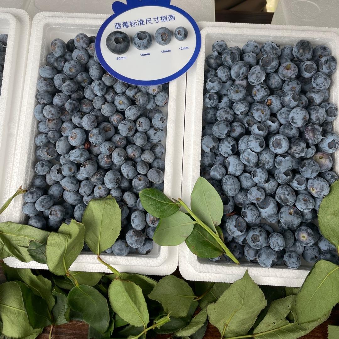 澄江黑娃蓝莓