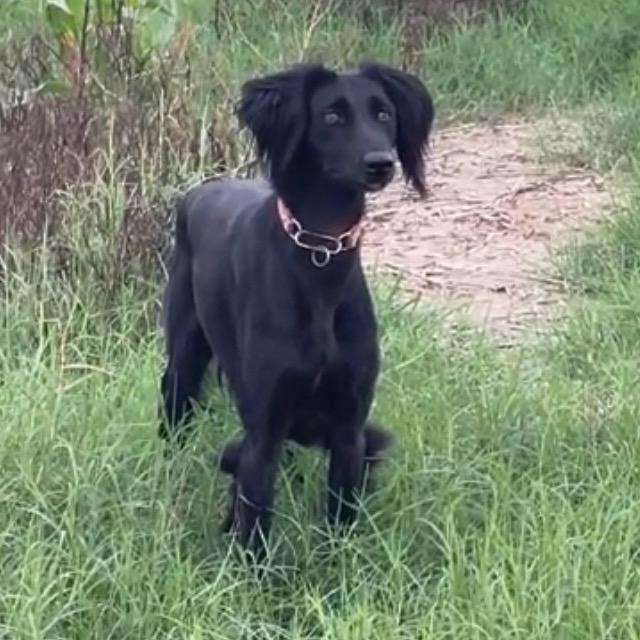 山东细犬🇨🇳保育员