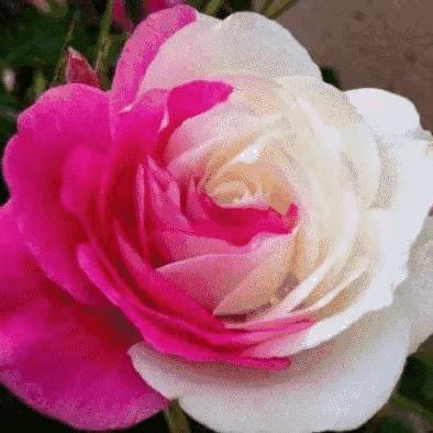 花后感小张绿植