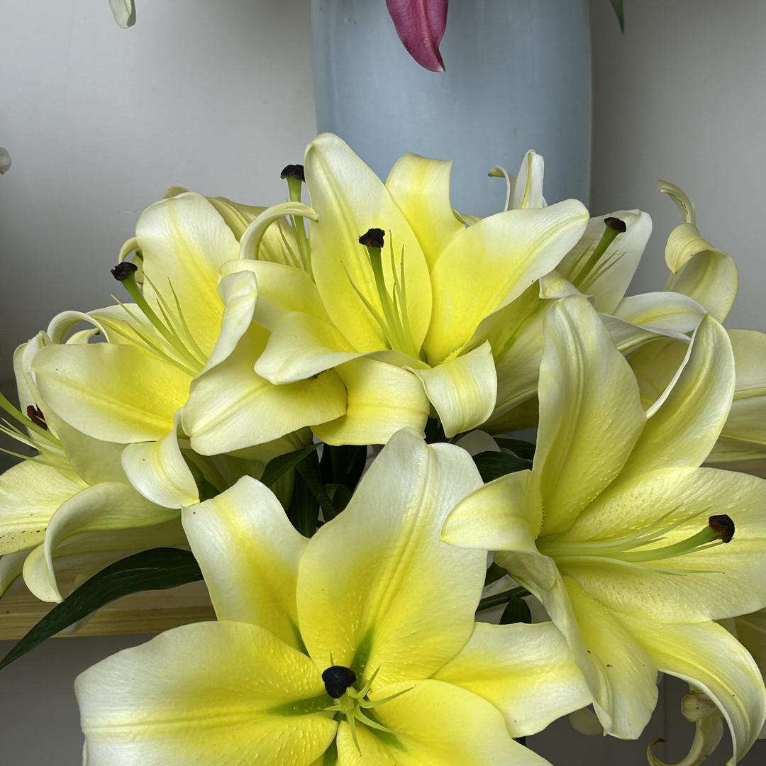 花怡拾光鲜花（斗南鲜花批发）