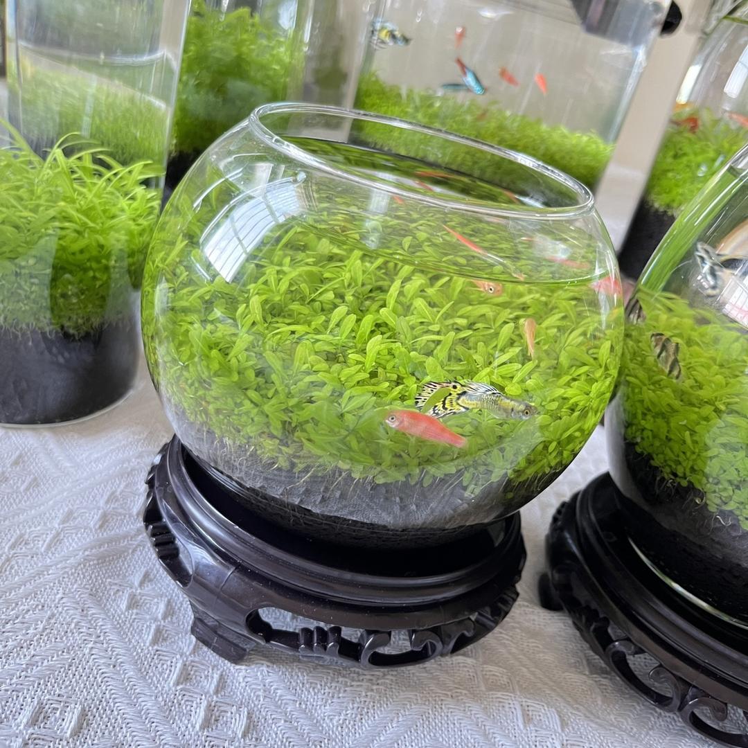 微生态生态水草缸