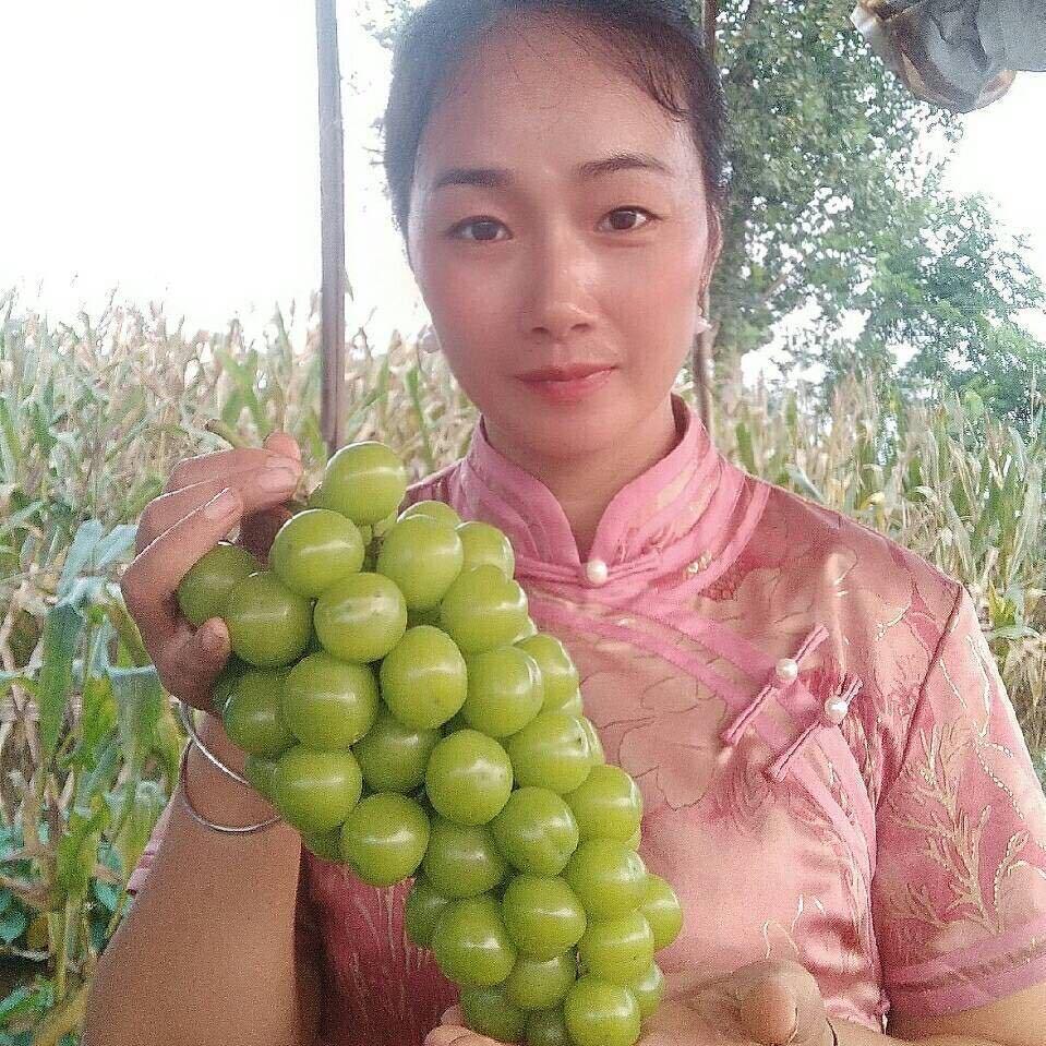 葡萄西施