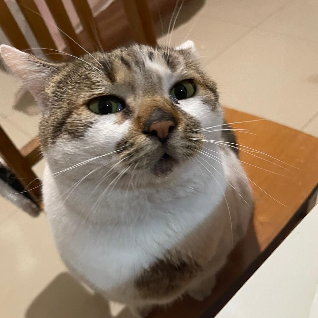 煤球啤酒是只猫呀
