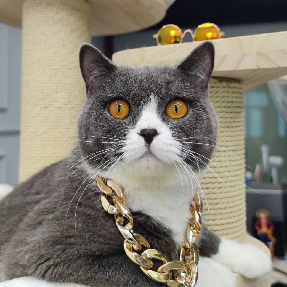 肥猫肥狗（Yaya）