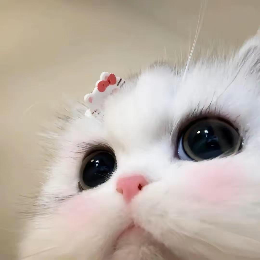 圆圆的圆圆啦