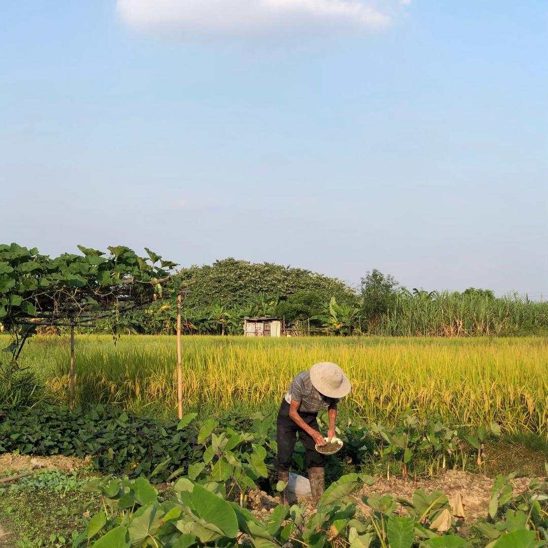 小表妹（助农版）