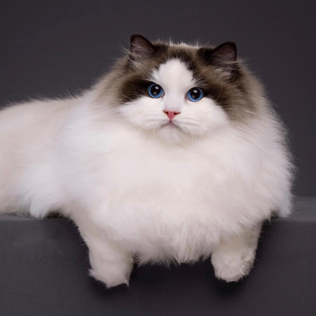 柠檬布偶猫舍（选猫看主页）