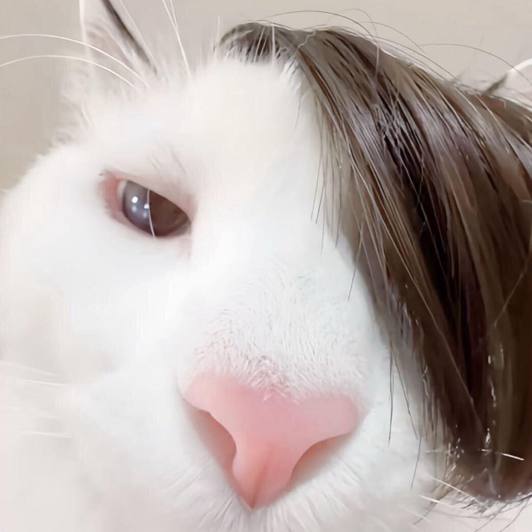 猫猫