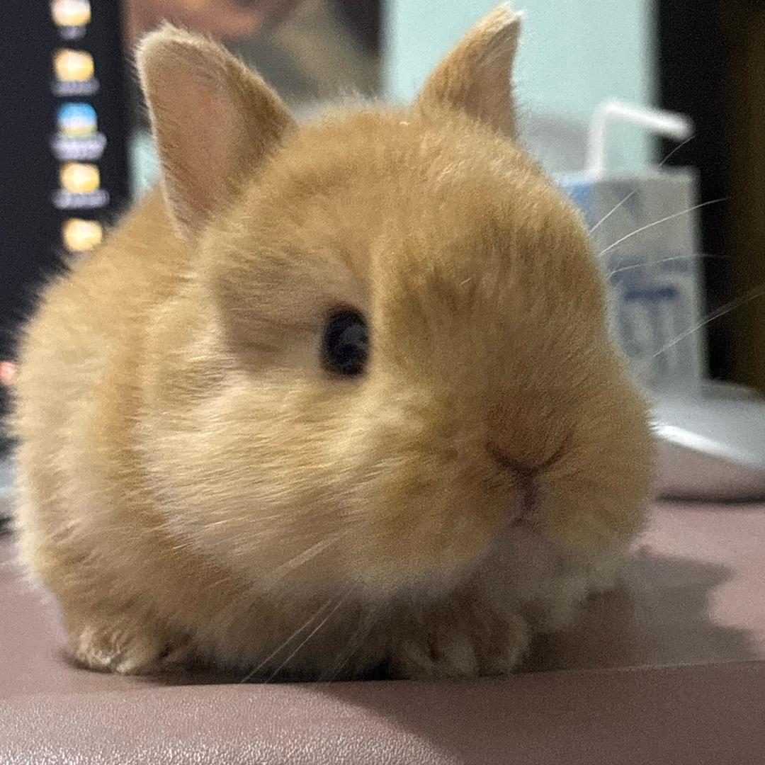 甜甜（侏儒兔）