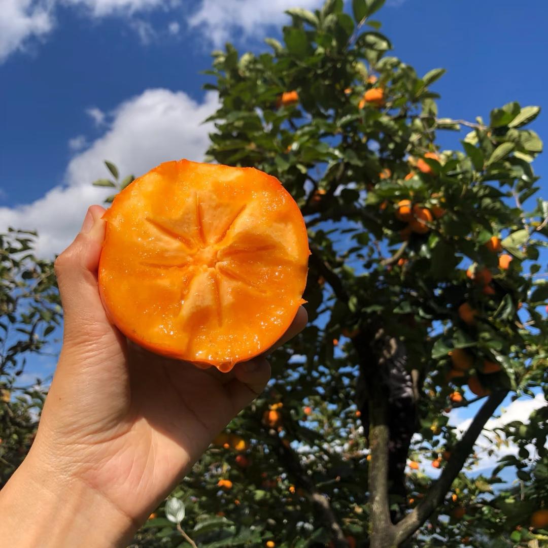 枝头鲜果🍊