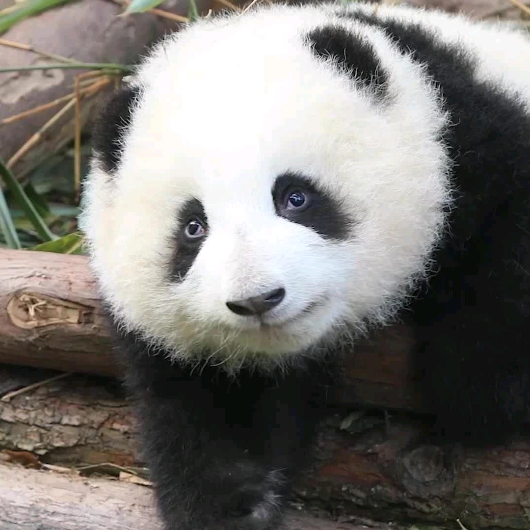 熊猫花花
