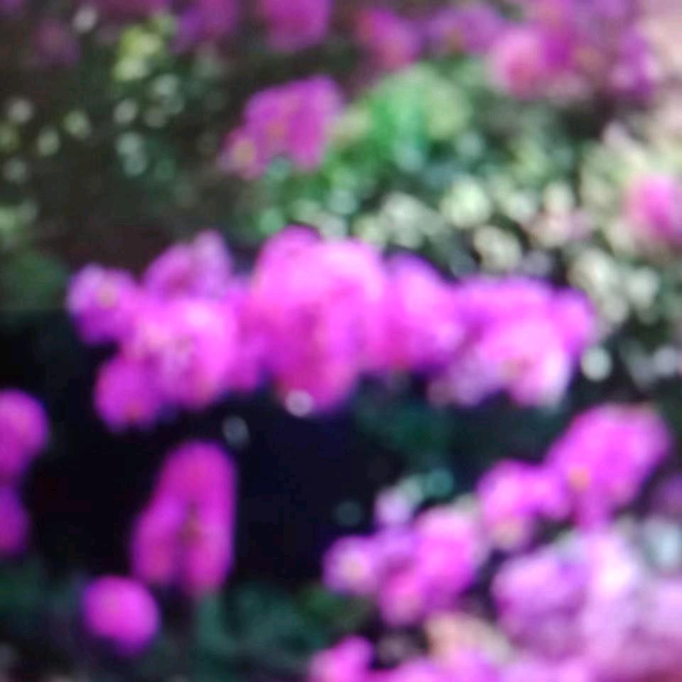 杨、亮奶奶