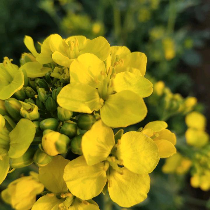 春暖花开