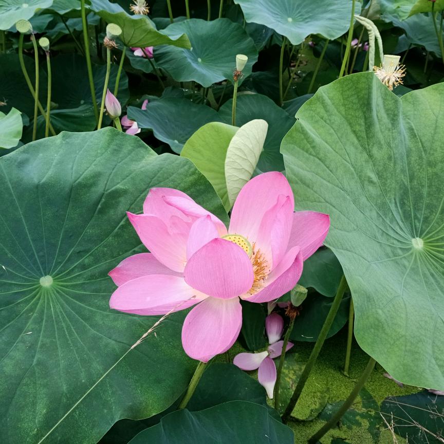 淡淡心情