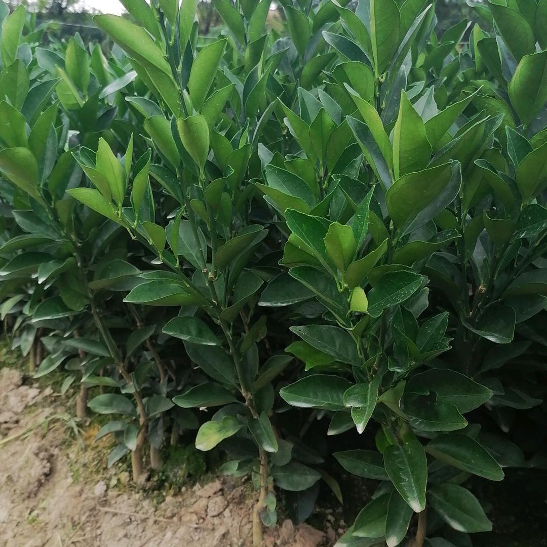 宁都县嘉辉苗圃经营部