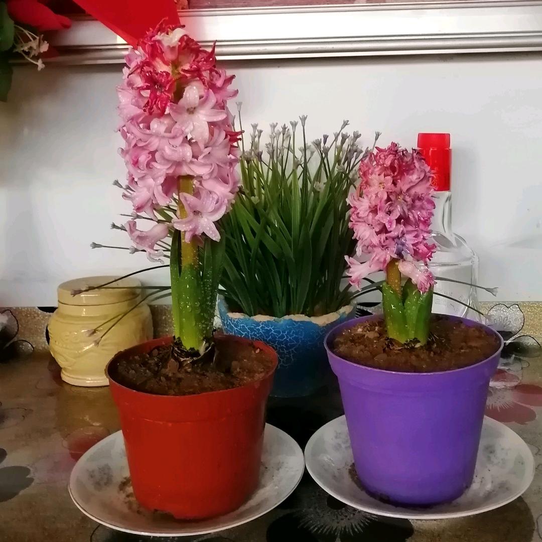 棉花糖