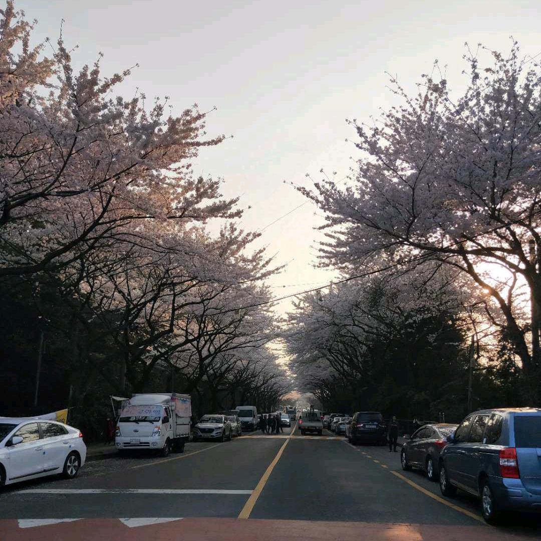 丸子同学吖🌻