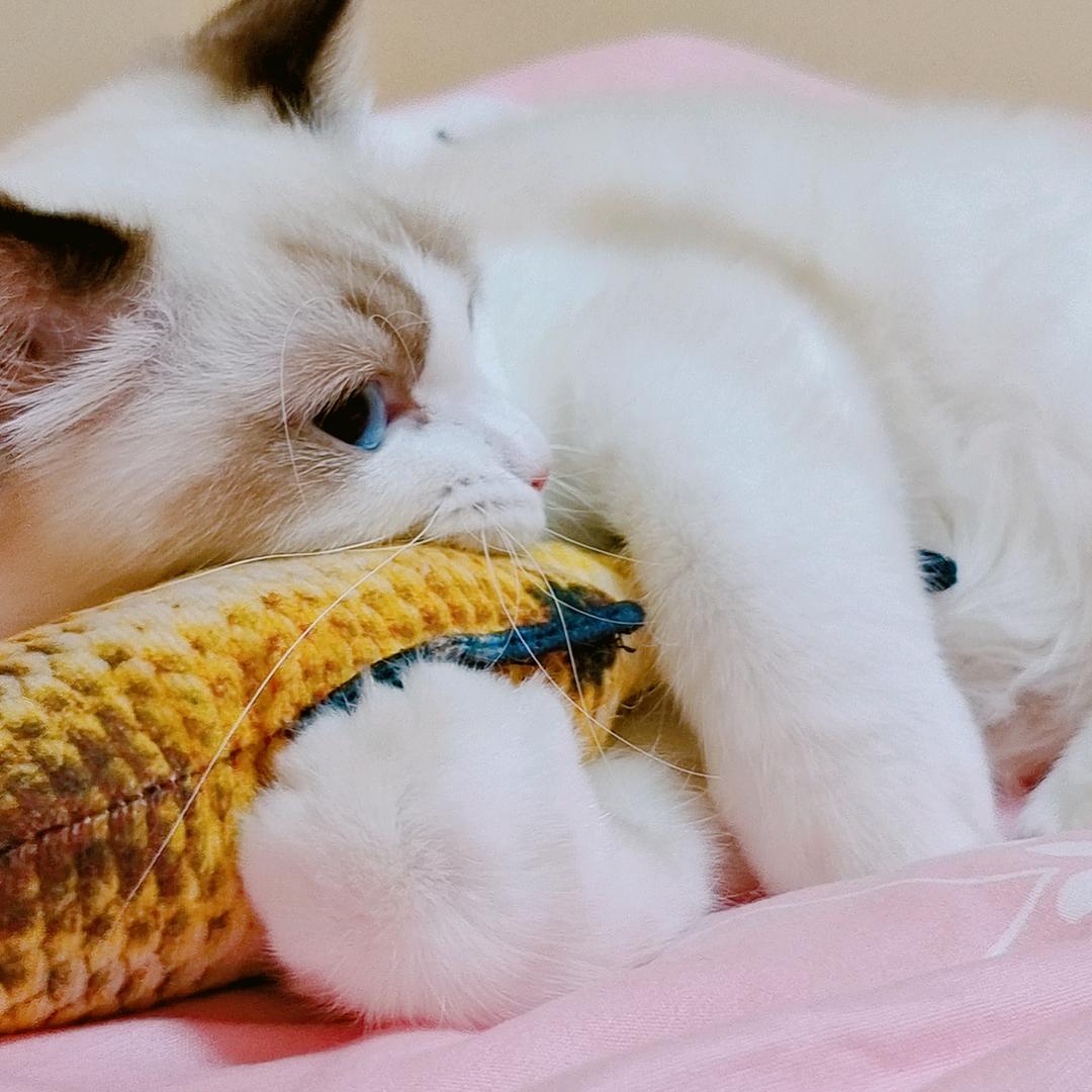 多鱼小猪咪
