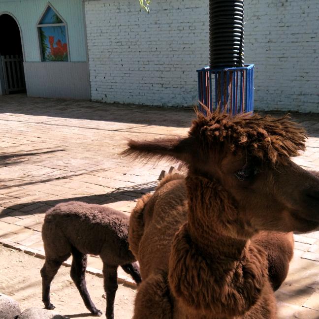 隔壁老王的爱人