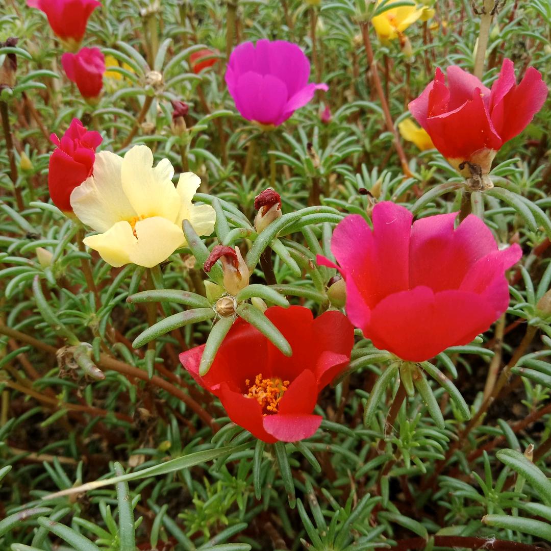 ໑ღ᭄曙光🕊꧔