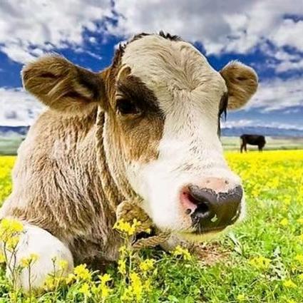 2021创业🐮🐮🐮
