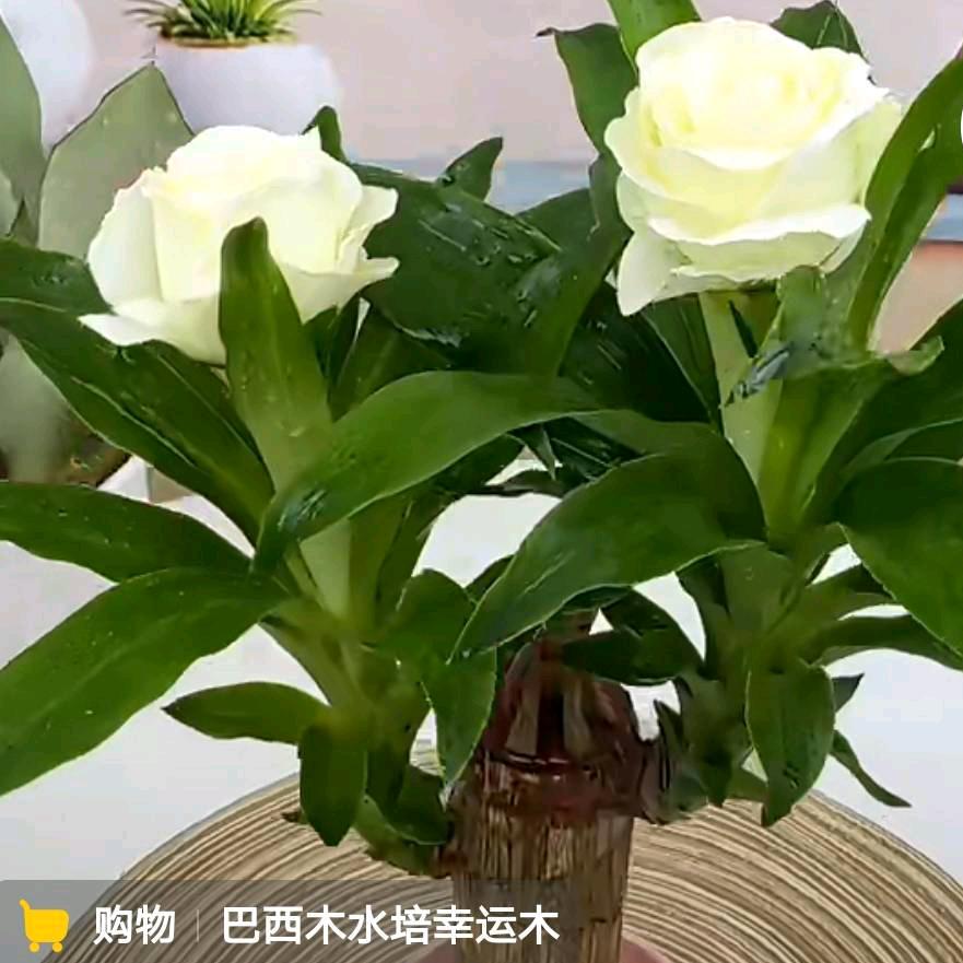 🐅💞雄鹰展翅任翱翔💯🎉