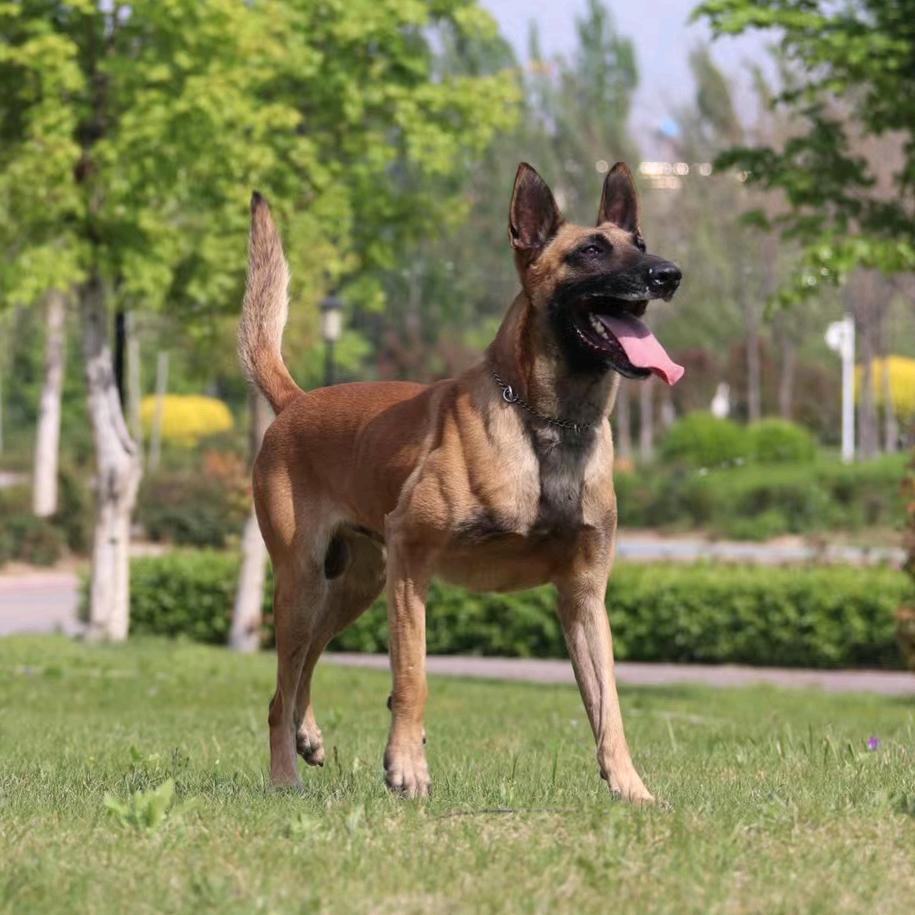 大瑞搜救犬培训中心