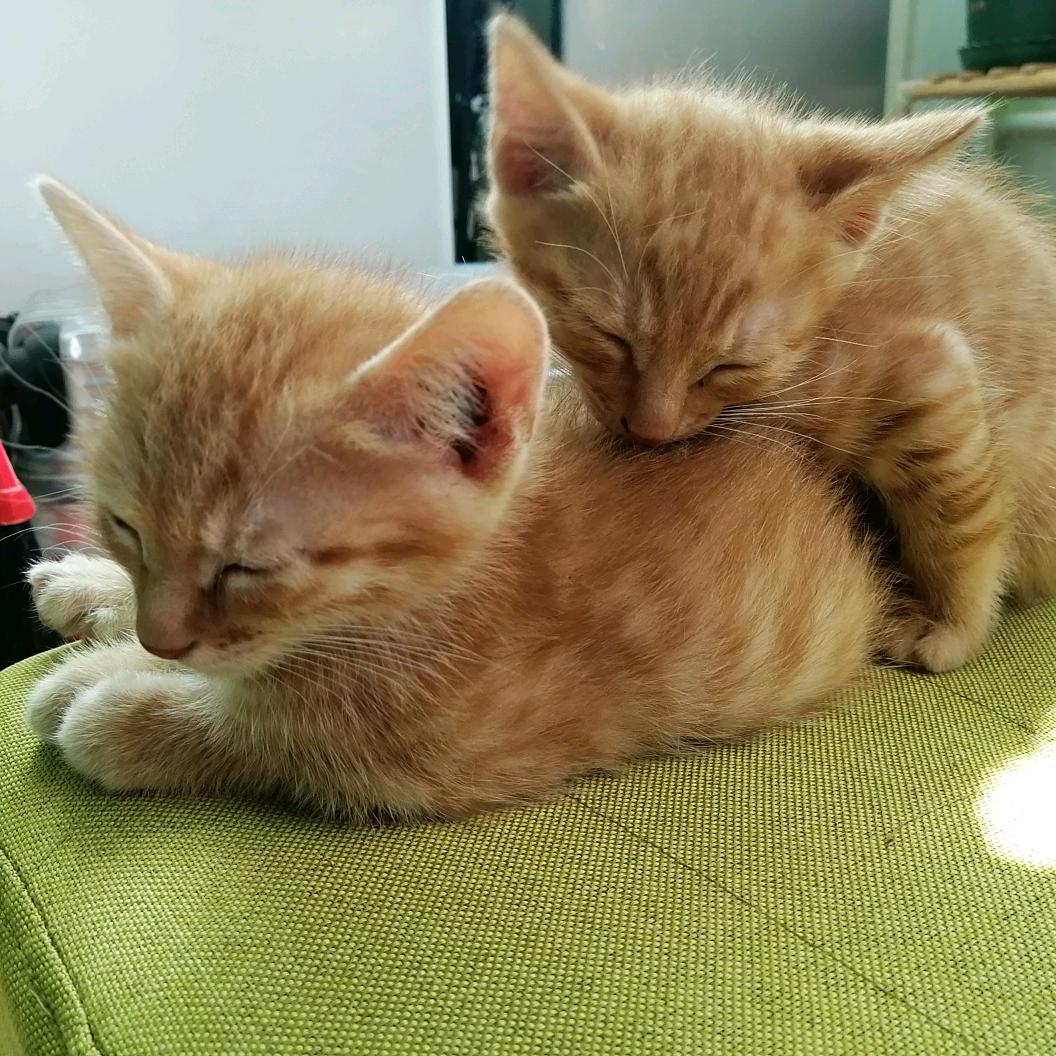 橘花是两只小可爱