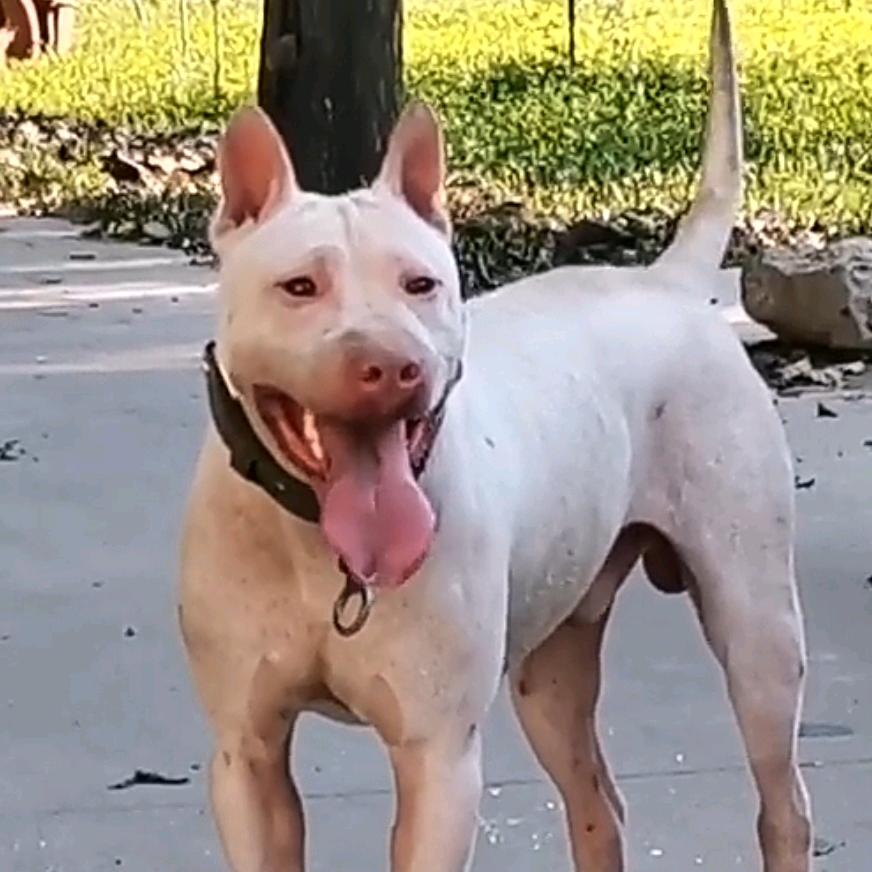 白龙犬，大黑背