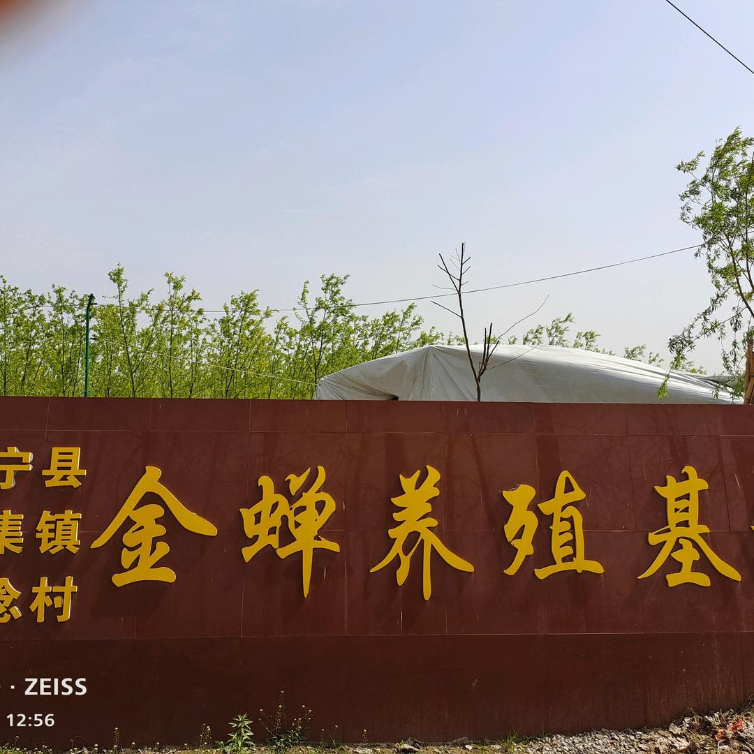 陈佬二农场金蝉羊肚菌