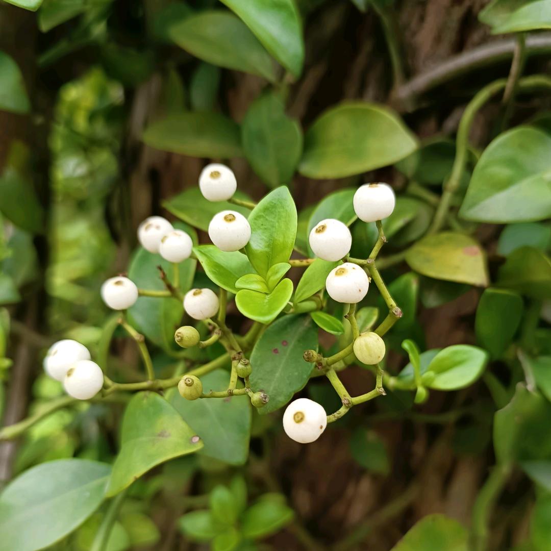 岐黄药老