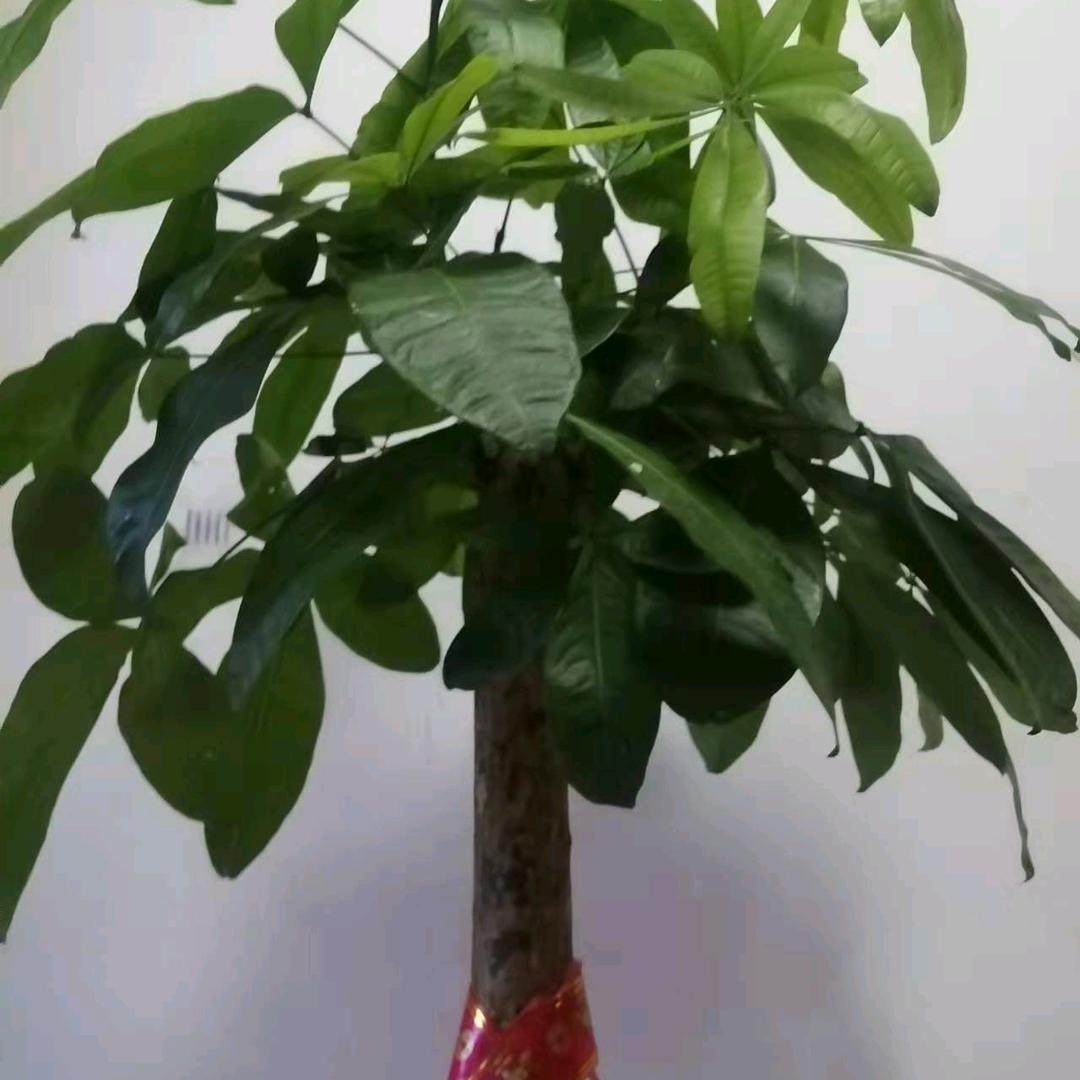 夏沫浅雨(淄博)