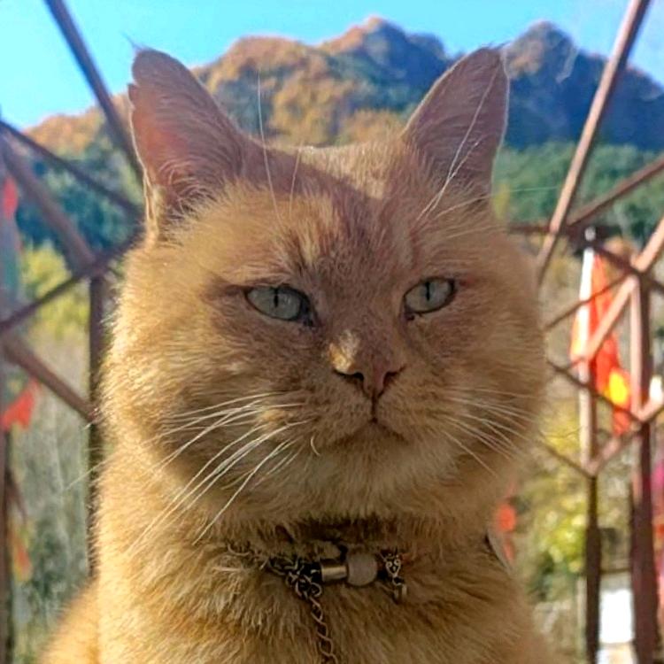 猫村小号