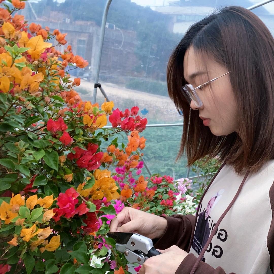 小陆花卉三角梅
