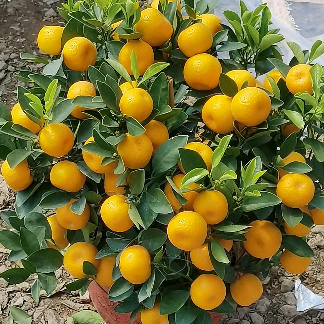 羡氧慧琪麟专卖店