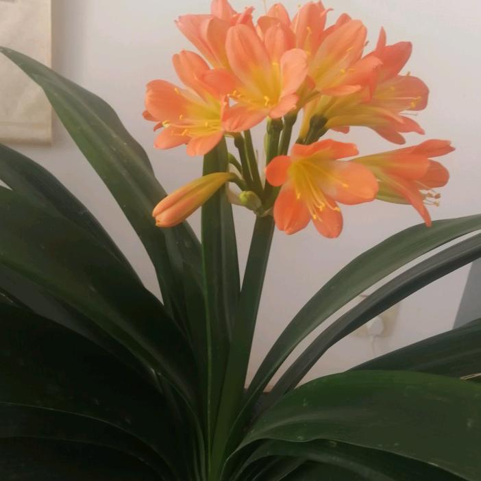 醉卧窗前