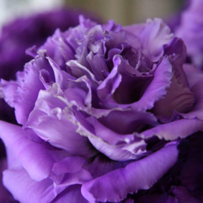 @༊ღ曾曾꧔ꦿ᭄💞日上