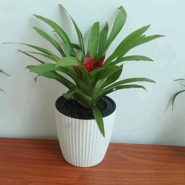 春暖花开(｡･ω･｡)