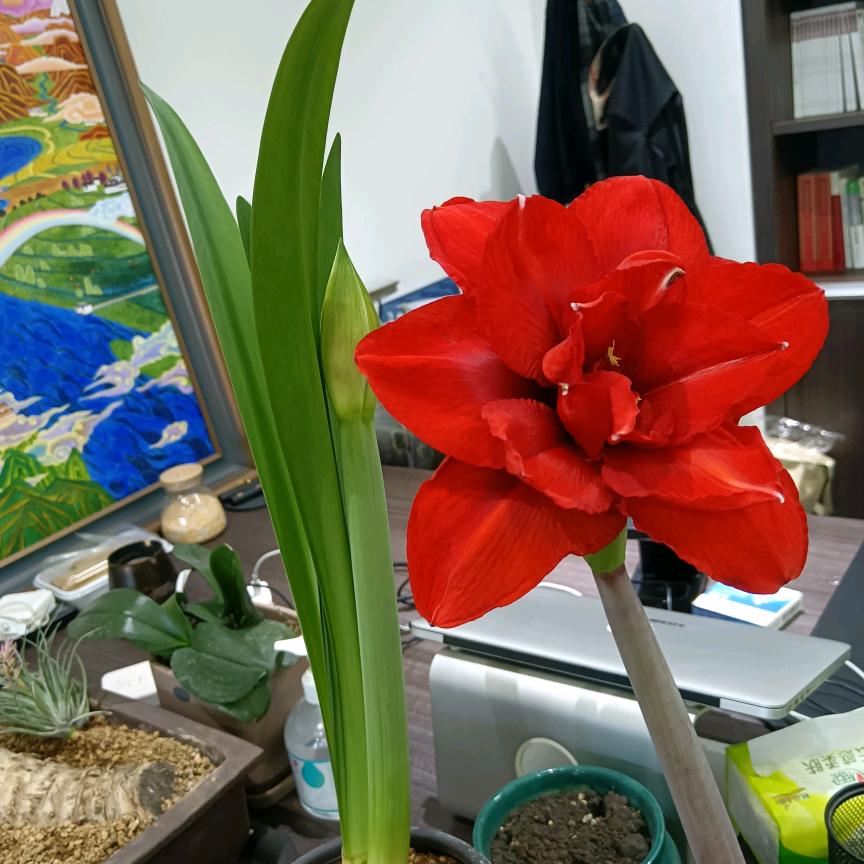 小小，