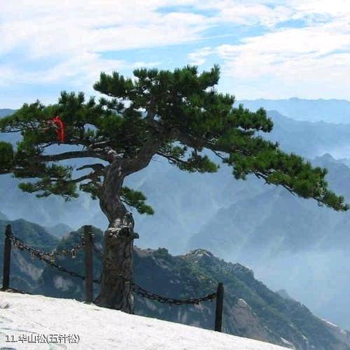 华山松
