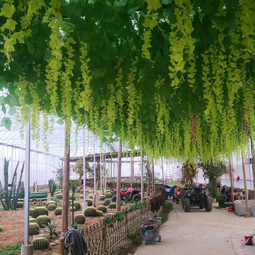 丹洲多肉园郭姐