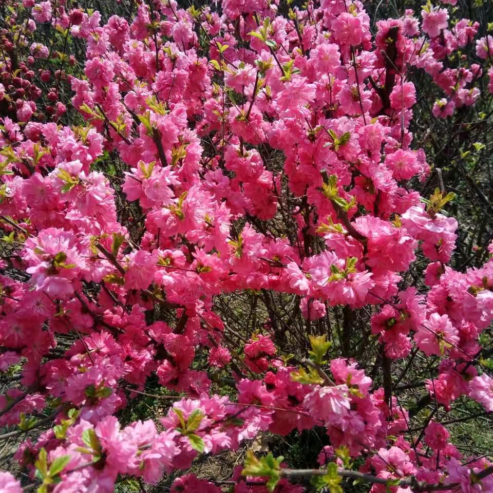 吉祥如意