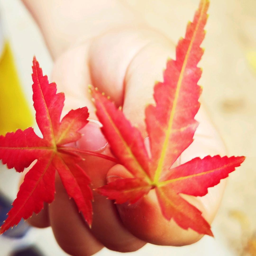 一片赤诚可对天