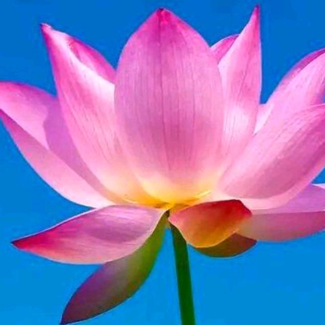 🌹林🍒艳💝姐☀️